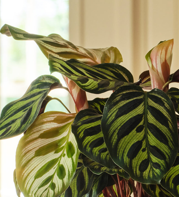 Calathea Makoyana