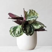 Calathea Medallion & Broadway Chalk