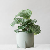 Calathea Orbifolia & Windsor Sage