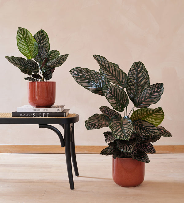 Calathea Pinstripe