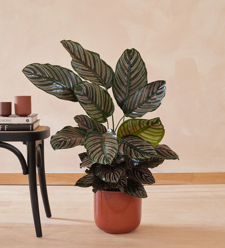 Calathea Pinstripe