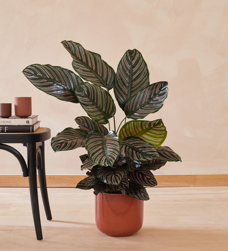 Calathea Pinstripe