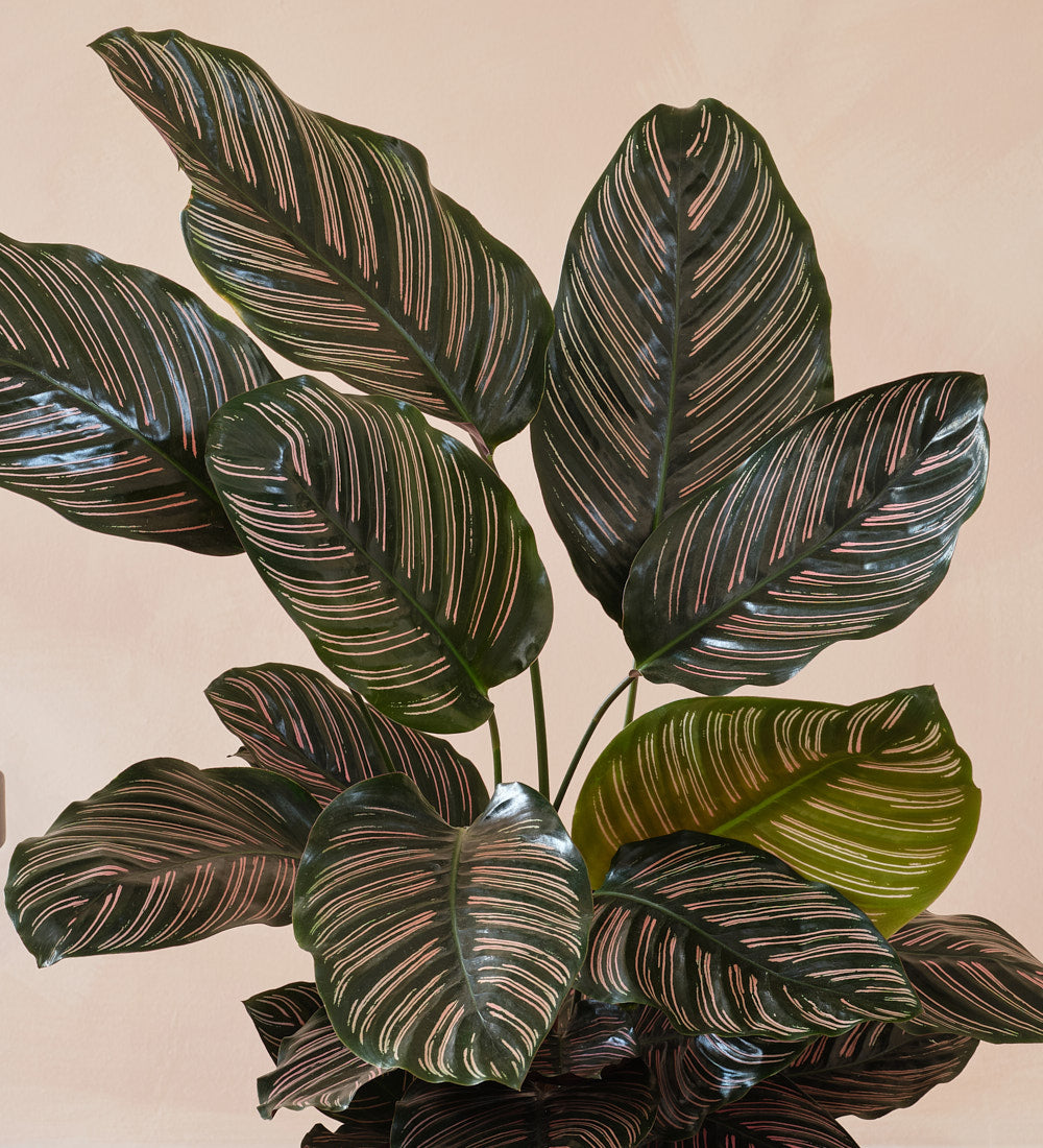Calathea Pinstripe