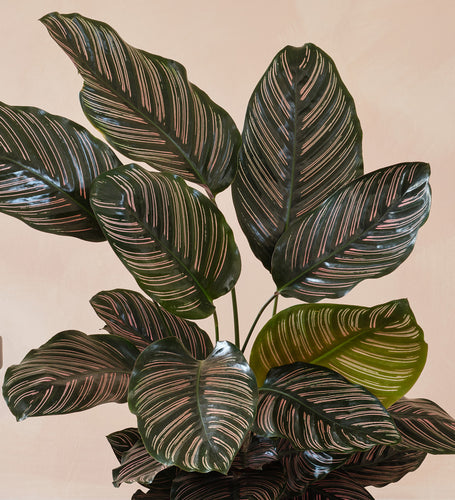 Calathea Pinstripe