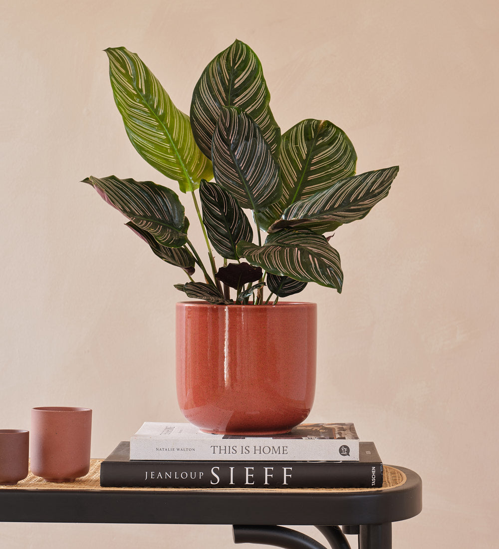 Calathea Pinstripe