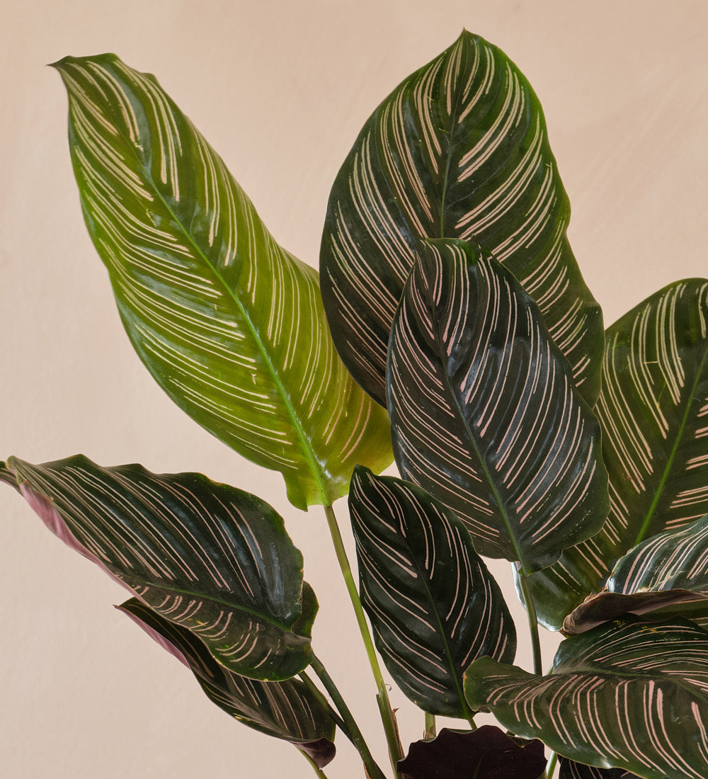Calathea Pinstripe