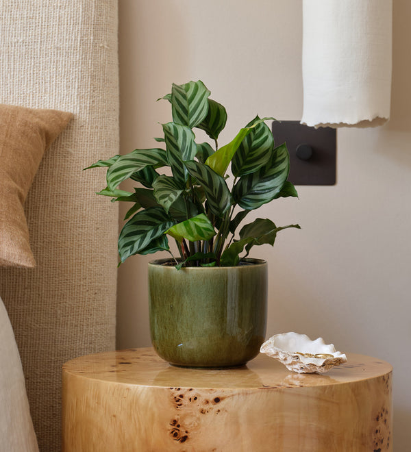 Calathea Freddie