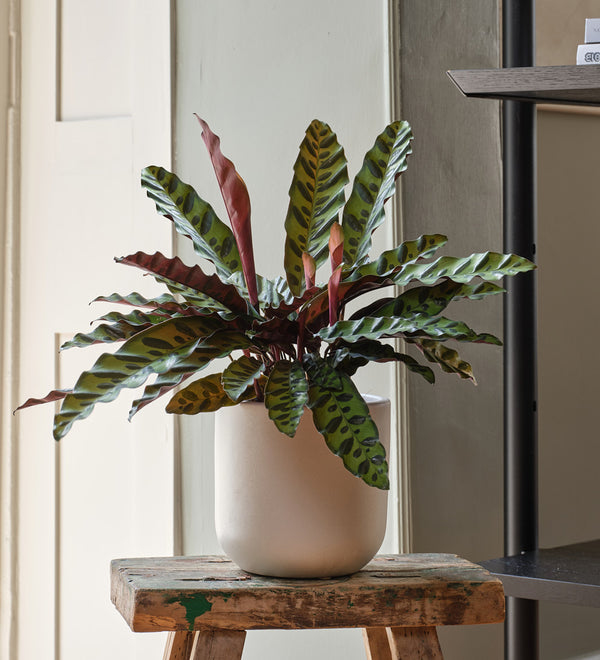 Calathea Lancifolia