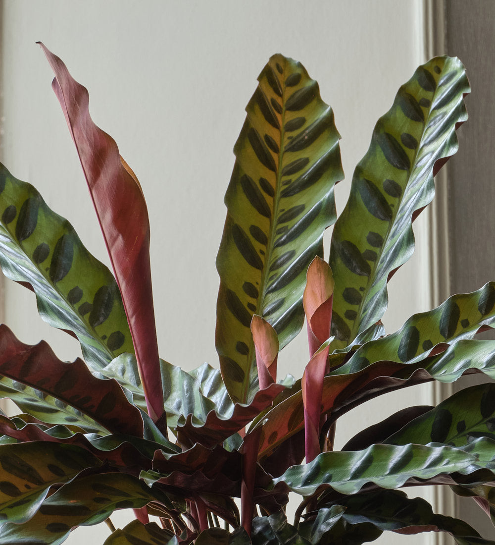Calathea Lancifolia