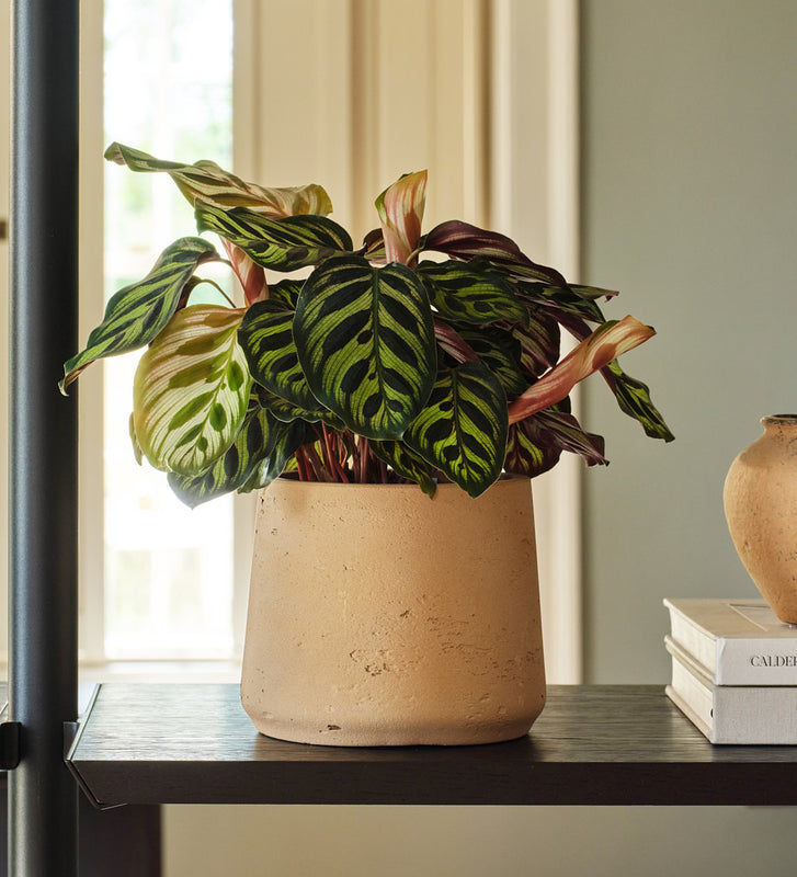 Calathea Makoyana
