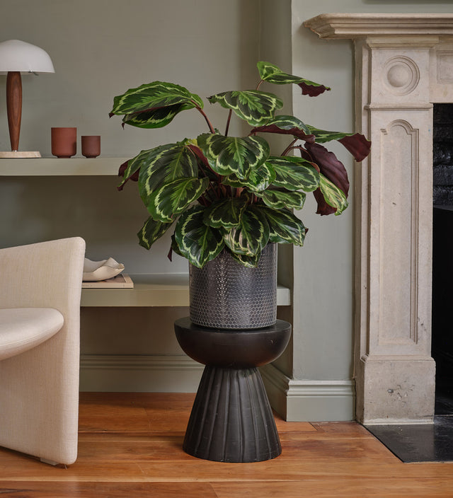 Rose Painted Calathea