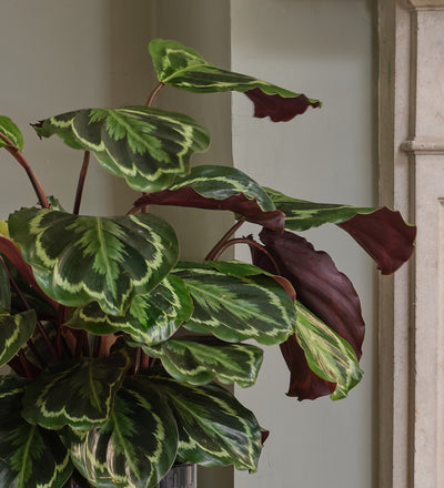 Rose Painted Calathea