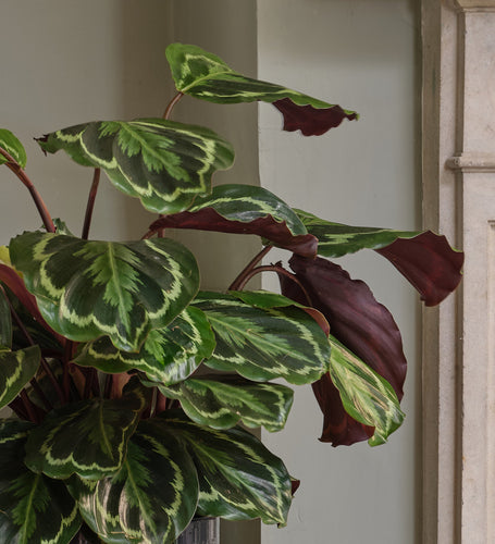 Rose Painted Calathea