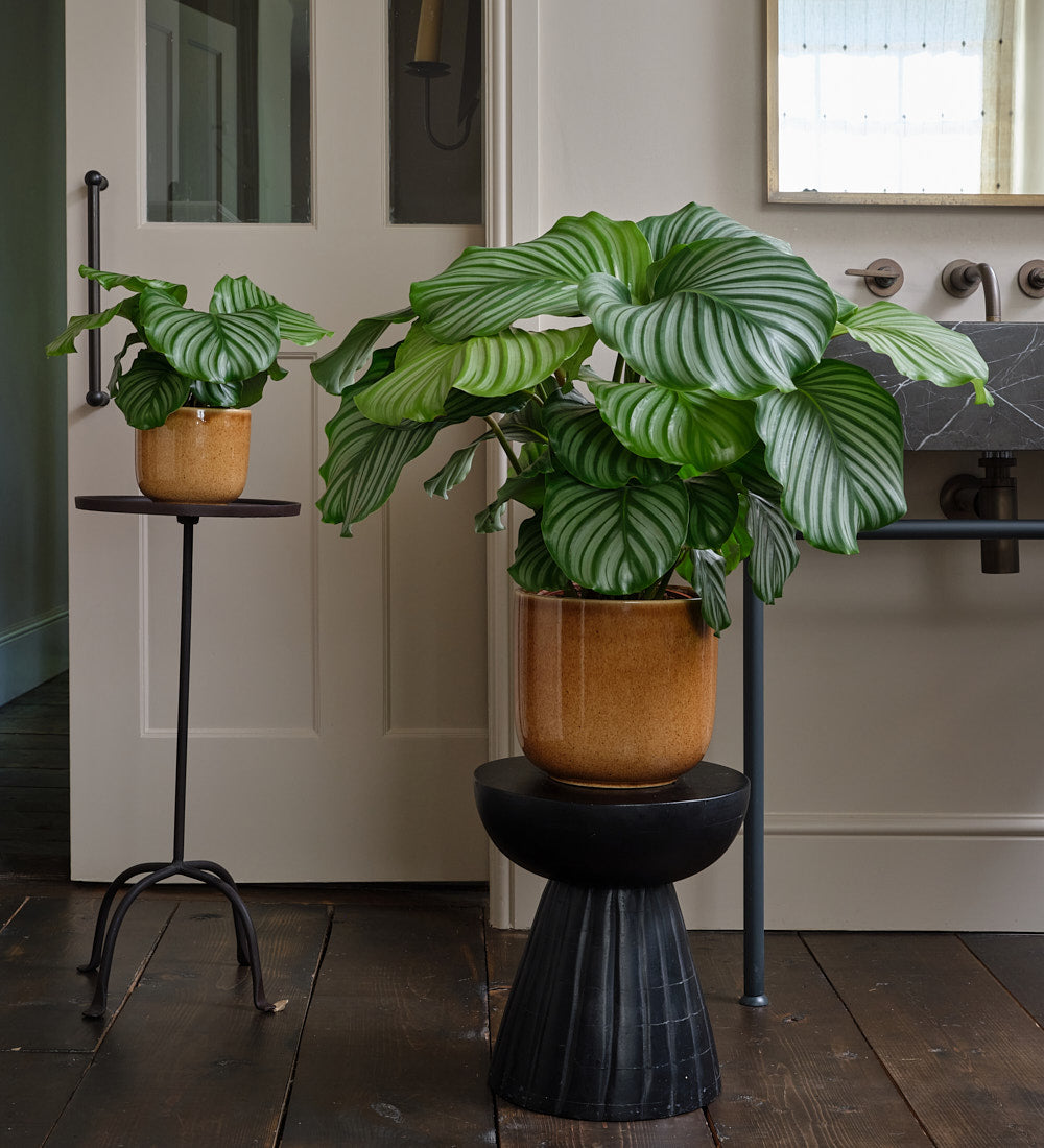 Calathea Orbifolia