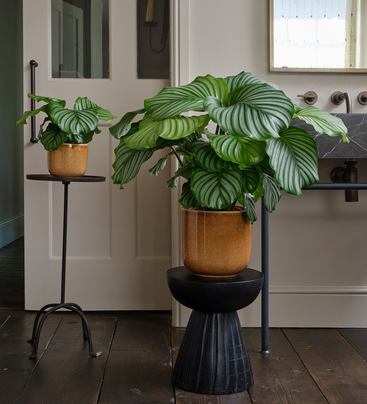 Calathea Orbifolia