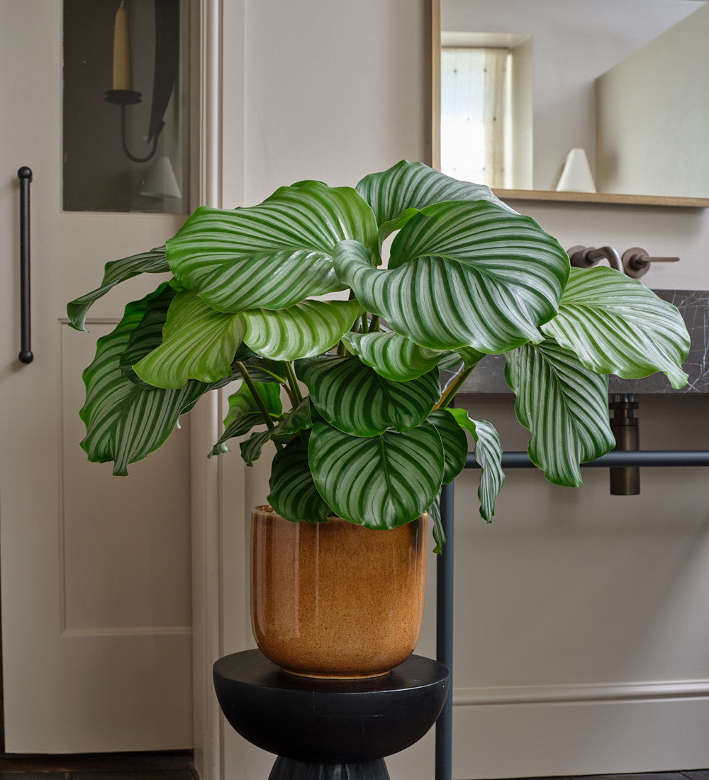 Calathea Orbifolia