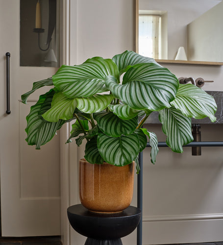 Calathea Orbifolia