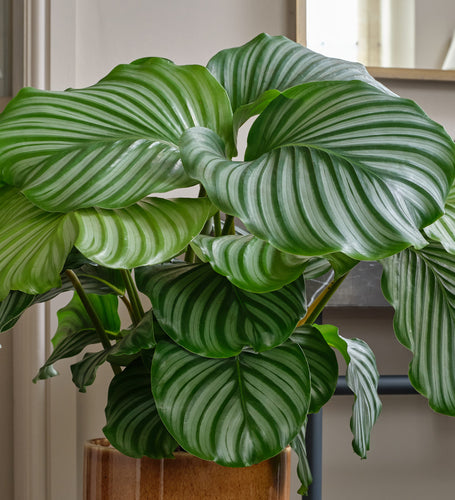 Calathea Orbifolia