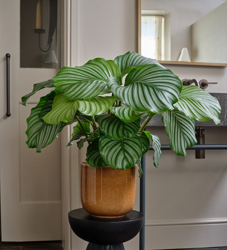 Calathea Orbifolia