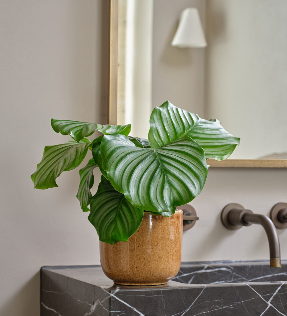 Calathea Orbifolia