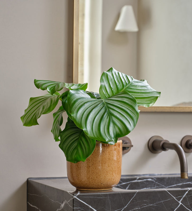 Calathea Orbifolia