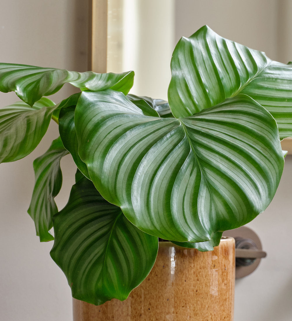 Calathea Orbifolia