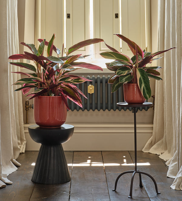 Calathea Triostar