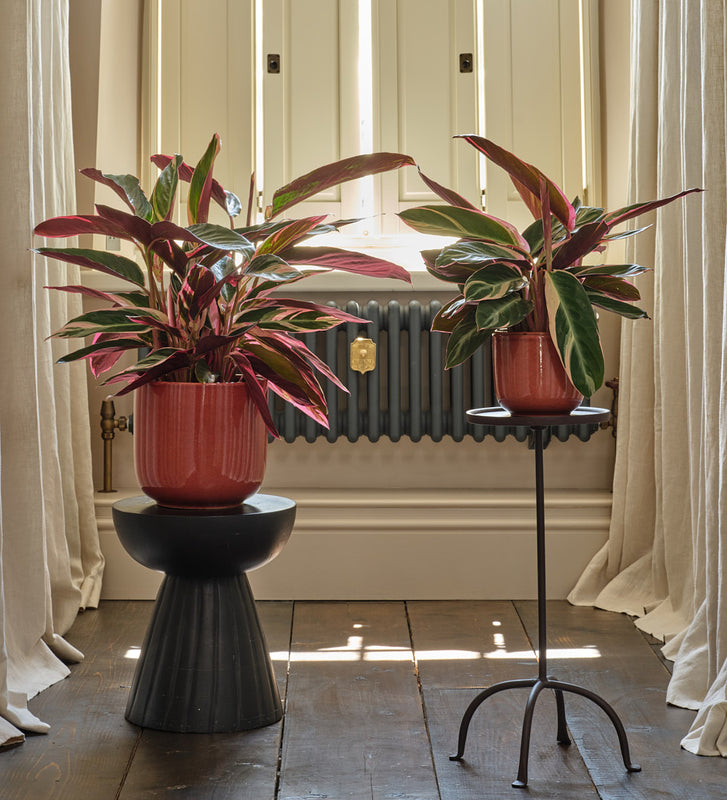 Calathea Triostar