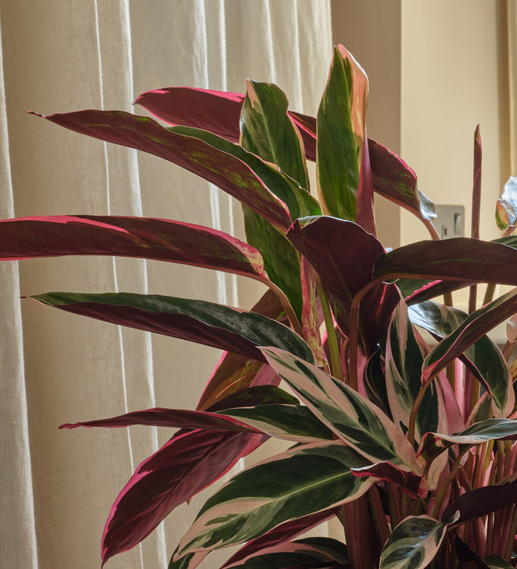 Calathea Triostar