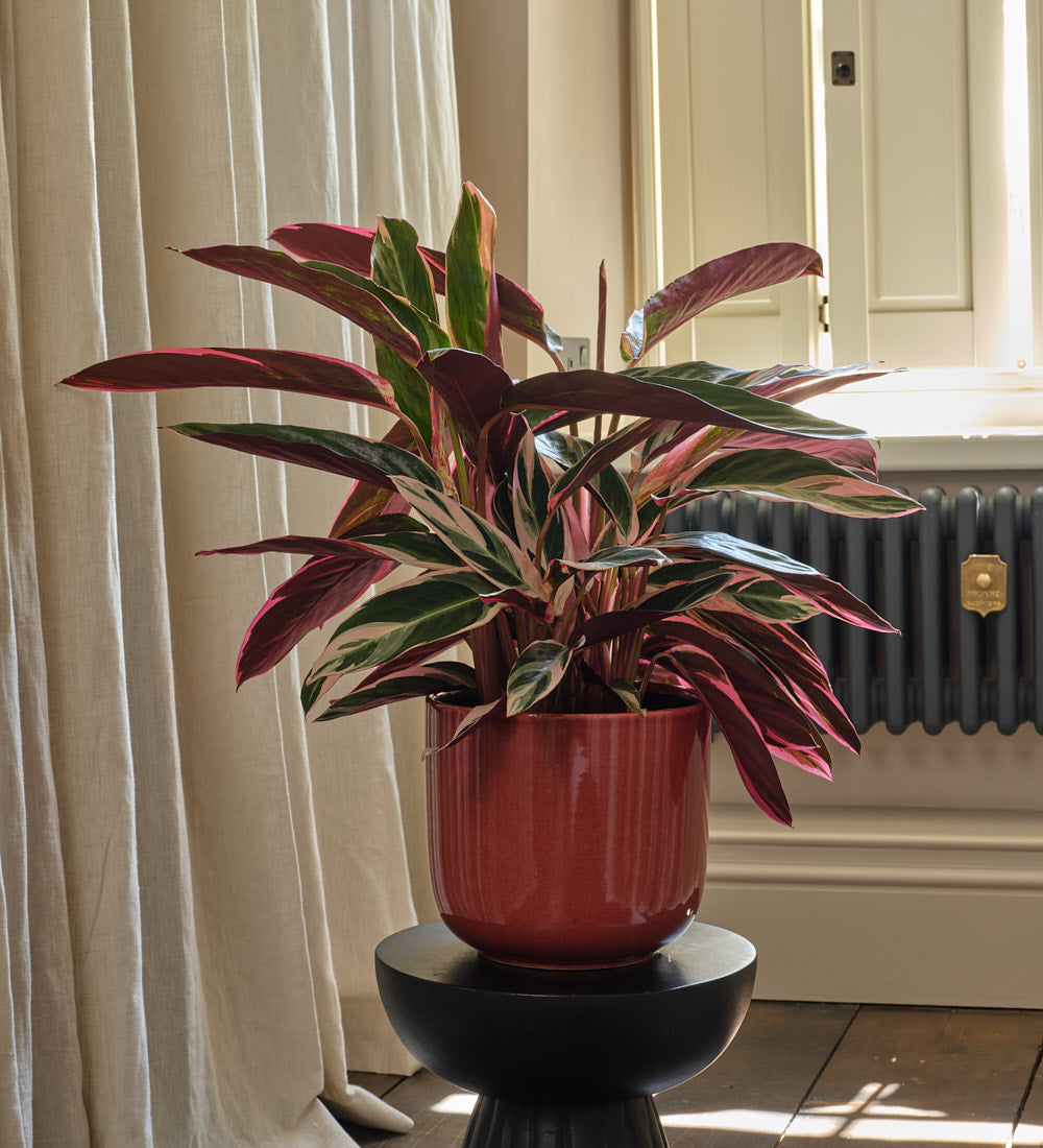 Calathea Triostar