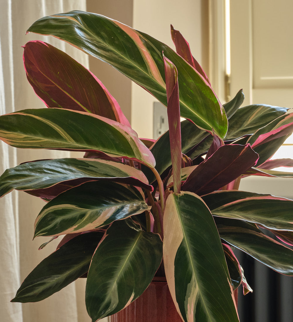 Calathea Triostar