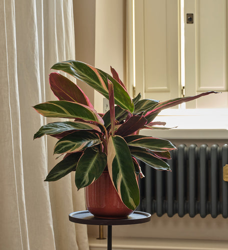 Calathea Triostar