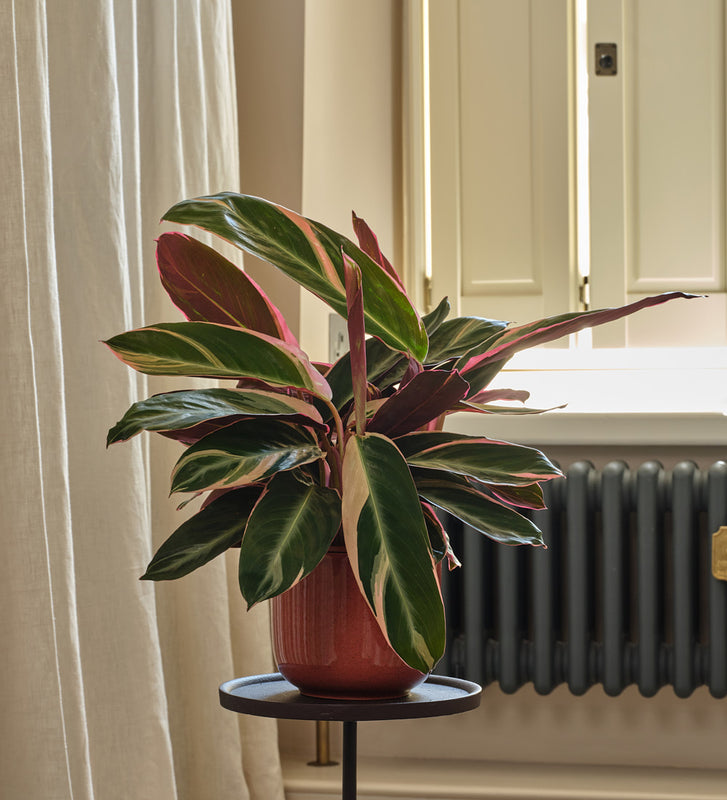 Calathea Triostar