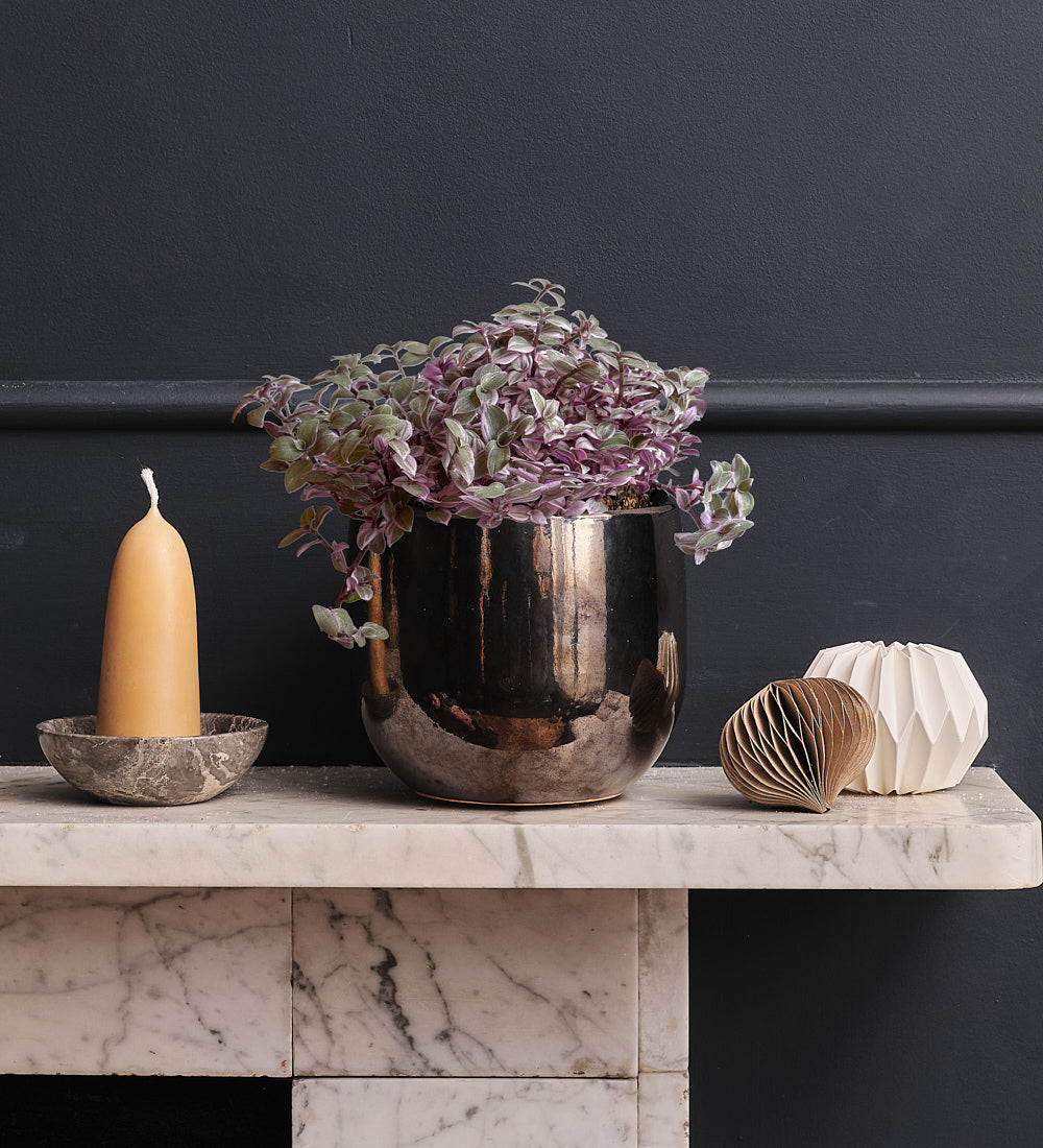 Callisia Rosato & Pot