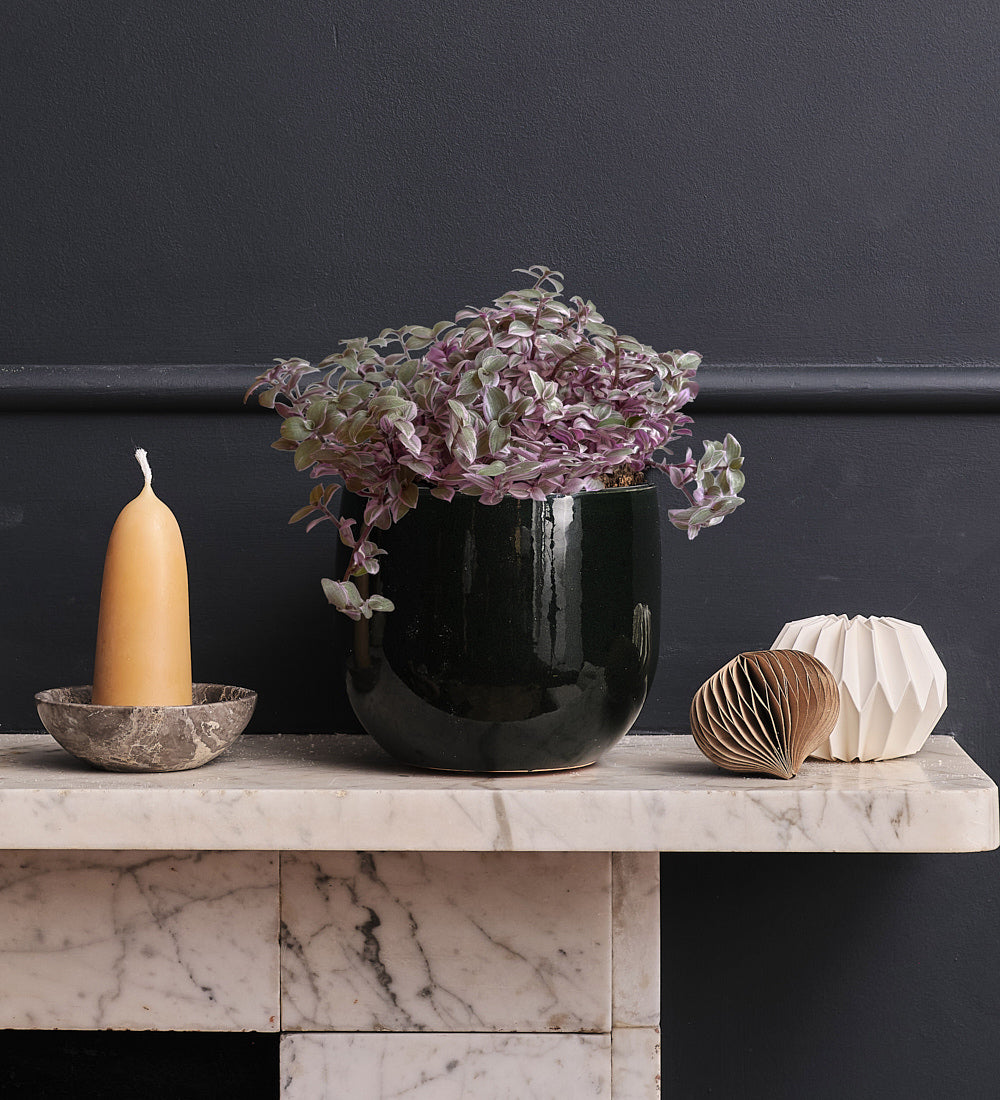 Callisia Rosato & Pot