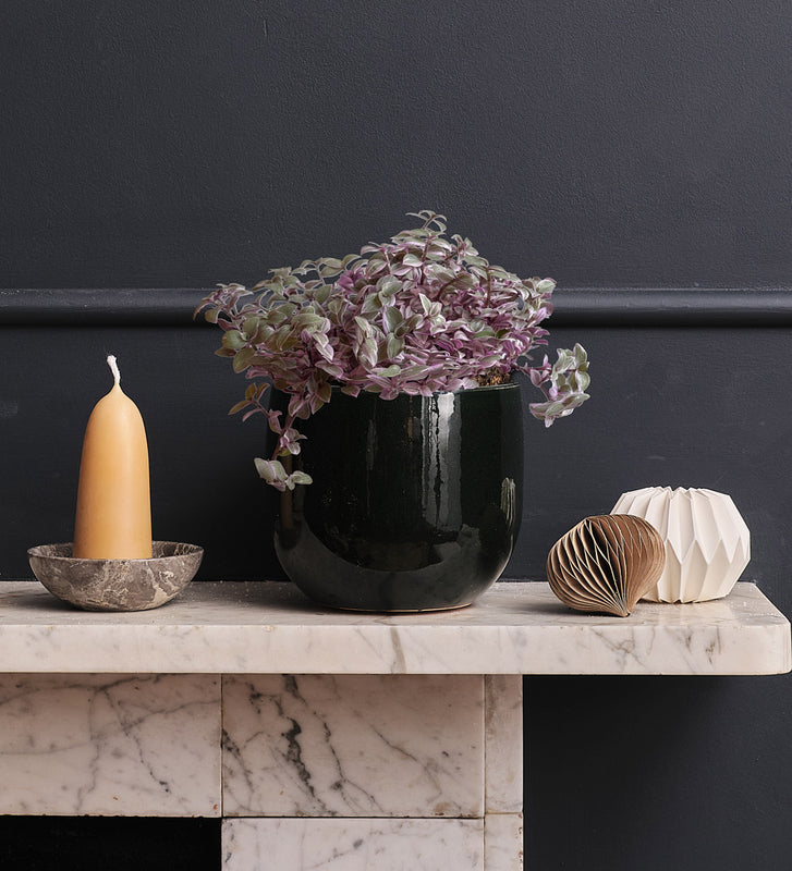 Callisia Rosato & Pot