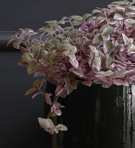 Callisia Rosato & Pot