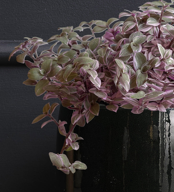 Callisia Rosato & Pot