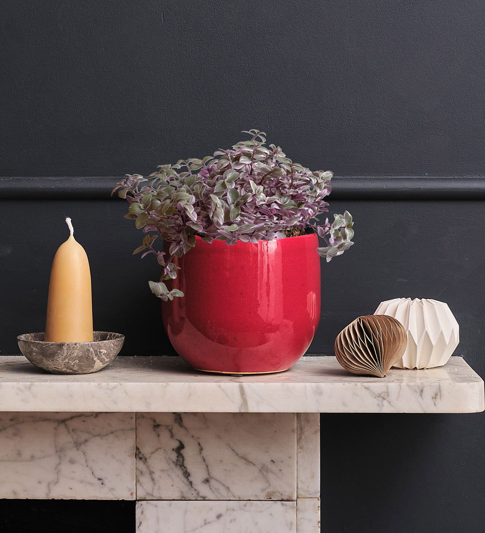 Callisia Rosato & Pot