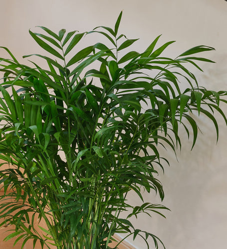 Parlour Palm