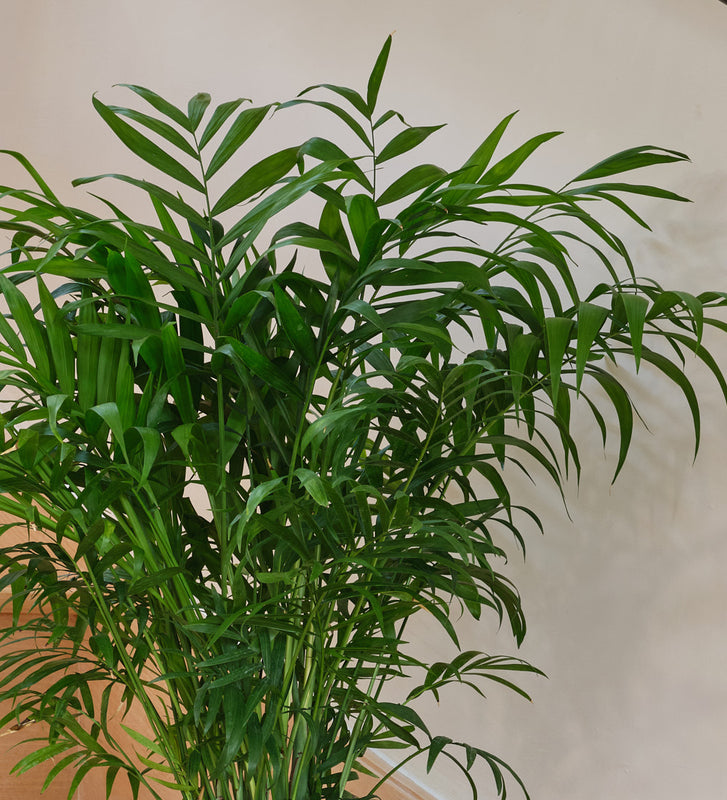 Parlour Palm
