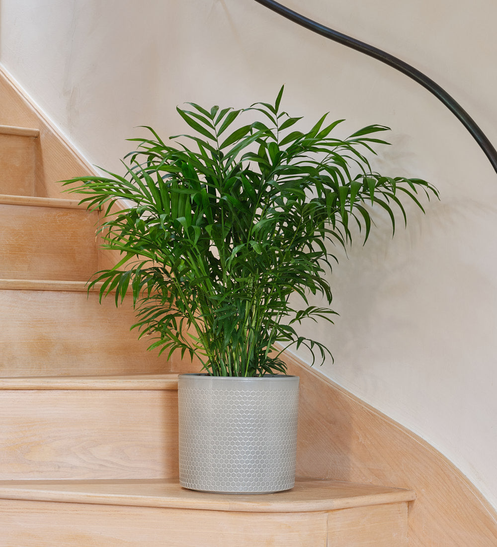 Parlour Palm