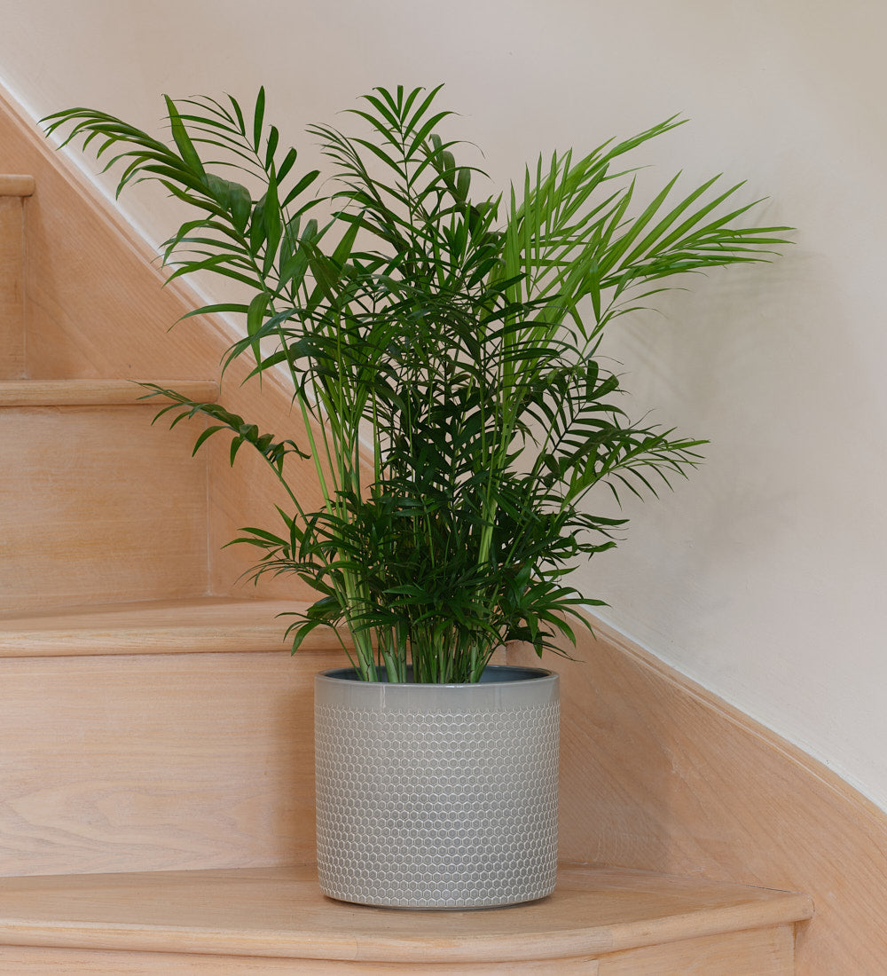 Parlour Palm