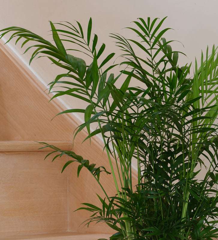 Parlour Palm
