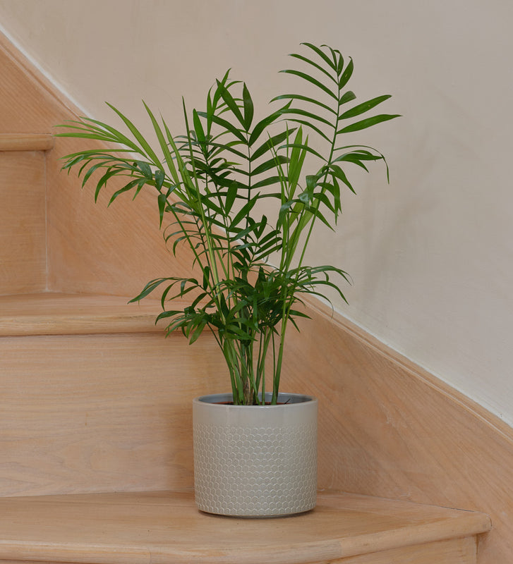 parlor palm buy online Parlour Palm | Chamaedorea | Houseplant | Buy Plants Online