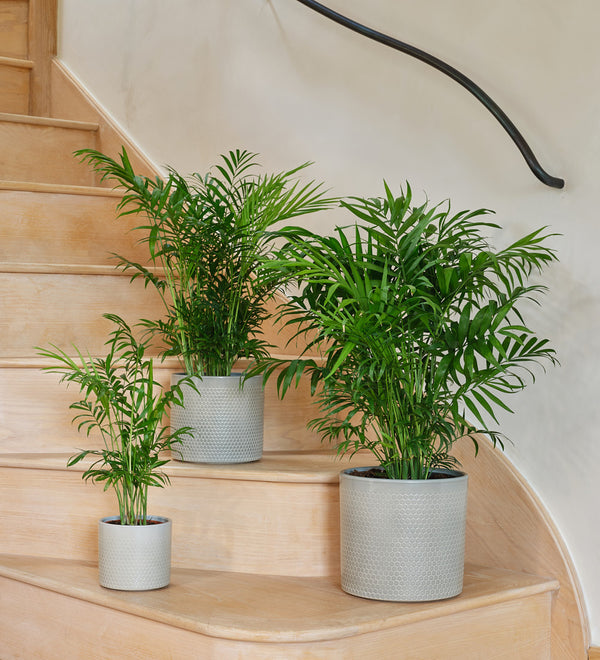 Parlour Palm