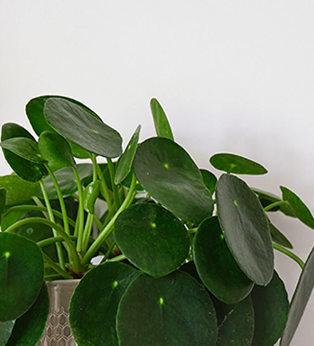 Chinese Money Plant & Pot