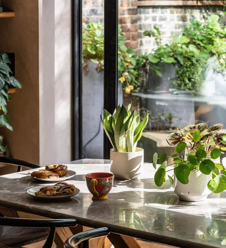 chinese money plant uk Chinese Money Plant | Pilea Peperomioides | Buy Plants Online | Leaf Envy