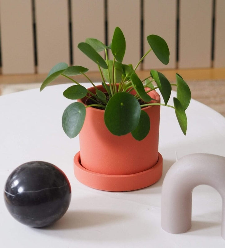 Chinese Money Plant & Windsor Sage