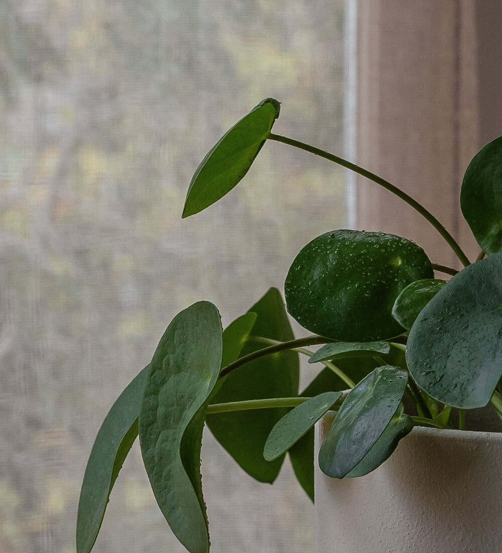 Chinese Money Plant & Windsor Sage
